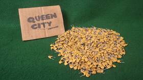 Rmc N330 500 Piece Lot Nos Vintage Ceramic Disc Capacitors 10 10%