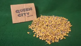 N330 Rmc 500 Piece Lot Nos Vintage Ceramic Disc Capacitors 10 10%