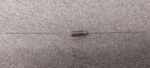 '1 Piece' Pn# P-123ZNG, P123ZNG Aerovox Capacitor New. Price: $95.00.